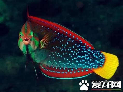 財魚|【招財魚和什麼魚】一文睇清招財魚種類 